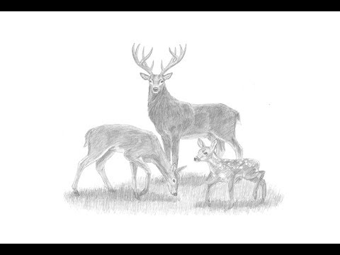 480x360 Special Deer Family Drawing! - Deer Family Drawing