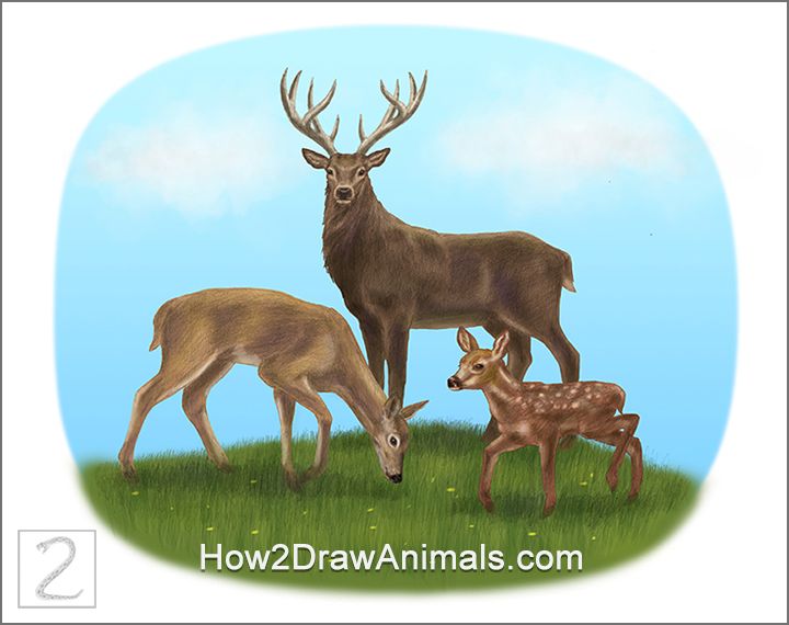 720x570 Special Deer Family Drawing In Color - Deer Family Drawing