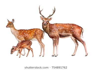 371x280 spotted deer, family female, male, fawn isolated on white - Deer Family Drawing