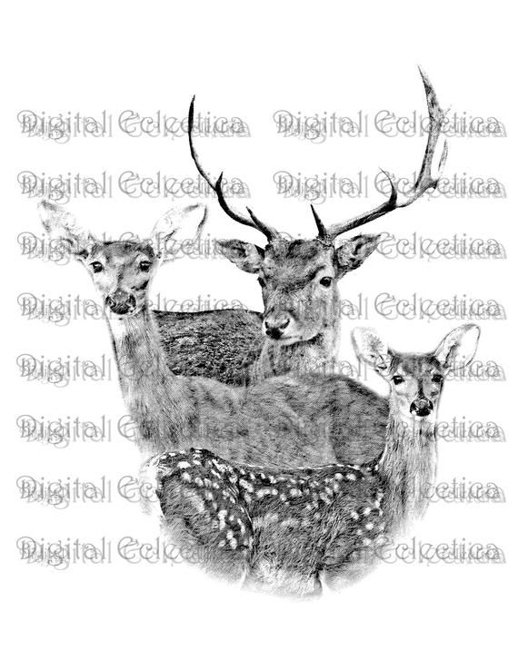 570x738 white tailed deer family deer png animal png deer prints etsy - Deer Family Drawing