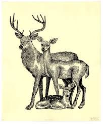 204x246 best deer images deer, red deer, antlers - Deer Family Drawing