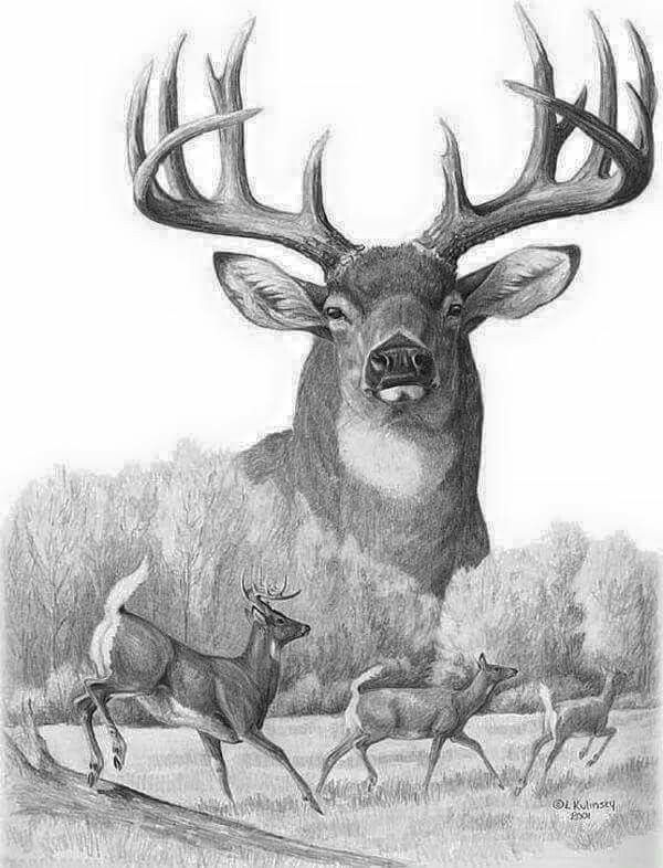 600x786 Buck Drawing Deer Hunting For Free Download - Deer Family Drawing
