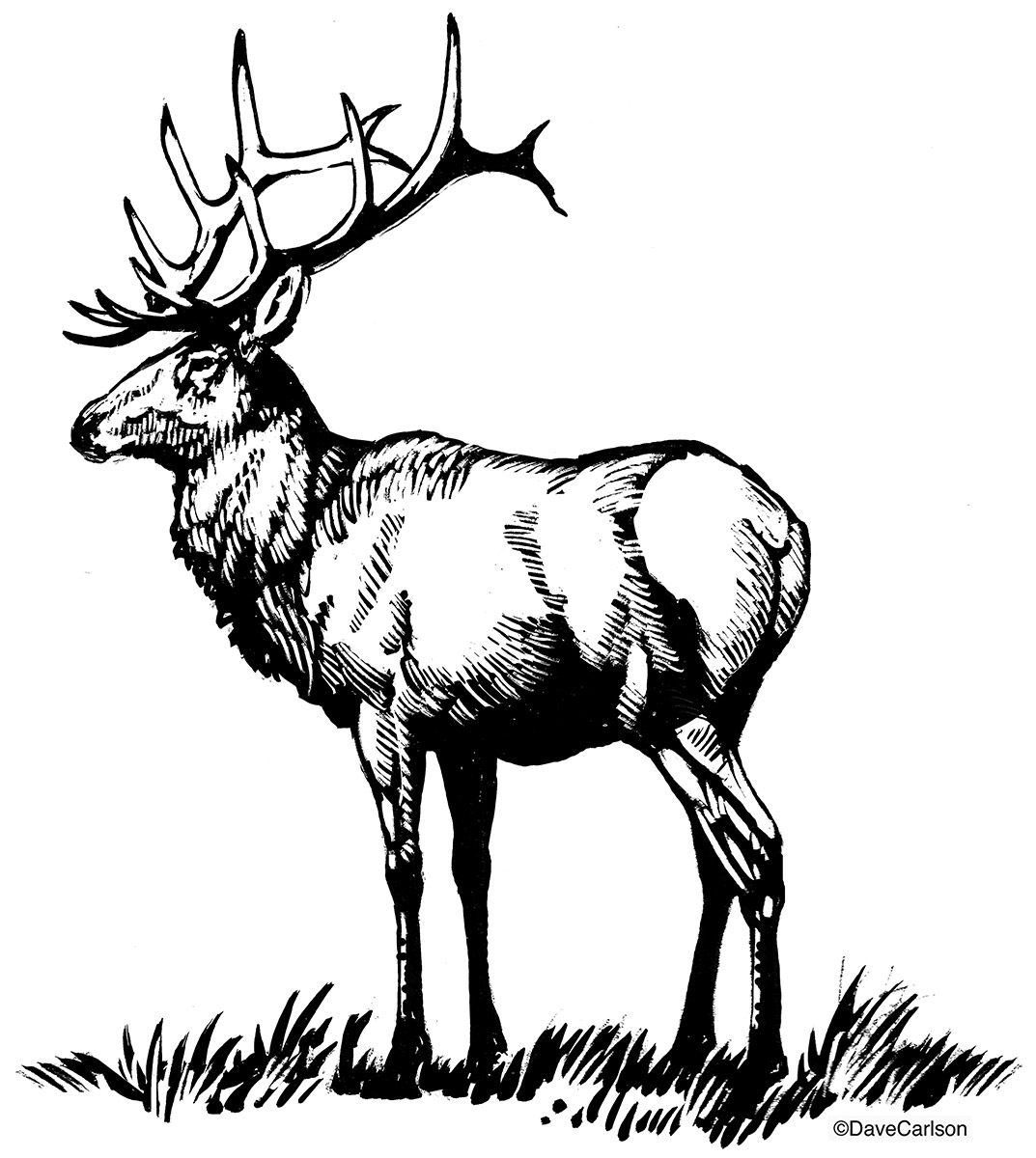 1073x1200 Bull Elk Illustration Carlson Stock Art - Deer Family Drawing