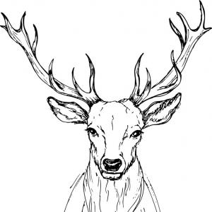 300x300 Hand Drawing Style Of Deer Head Vector Sohadacouri - Deer Head Drawing