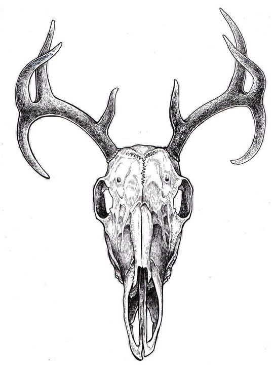 541x720 On Deer Skull Drawing - Deer Head Drawing