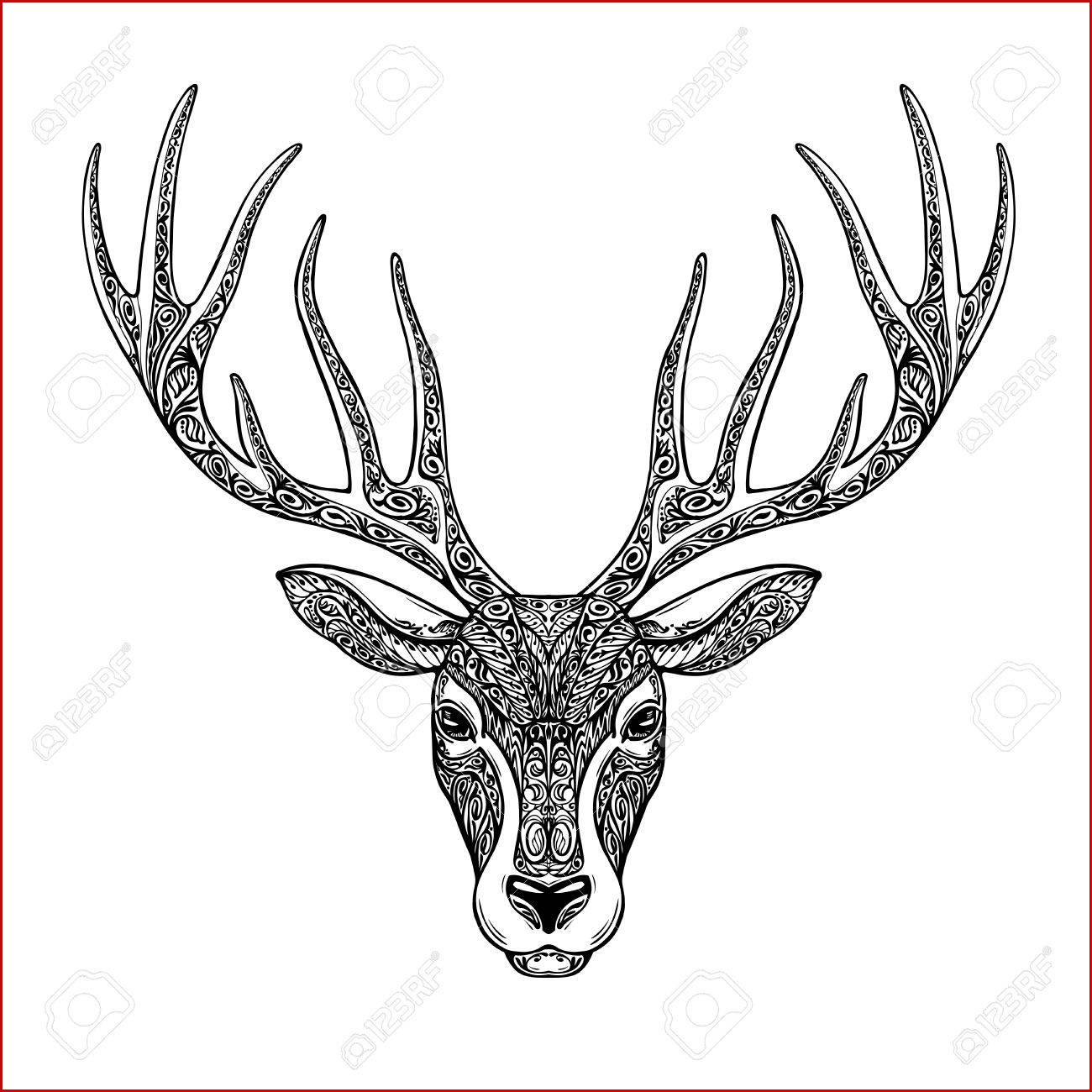 1300x1300 Showcase Deer Skull Drawing Collection Of Drawing Ideas - Deer Head Drawing