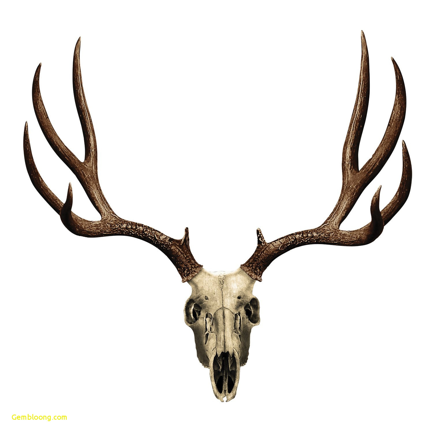 1500x1500 Lovely Mule Deer Drawing - Deer Head Drawing