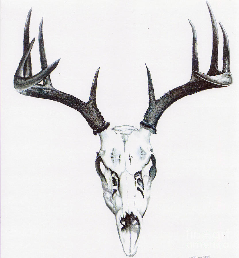 832x900 Whitetail Skull Drawing - Deer Head Drawing