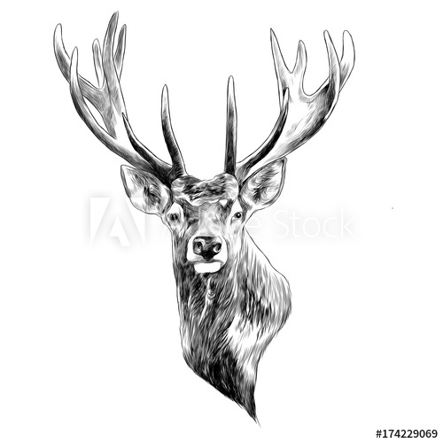 500x500 Stag Deer Head Sketch Vector Graphics Monochrome Black And White - Deer Head Drawing