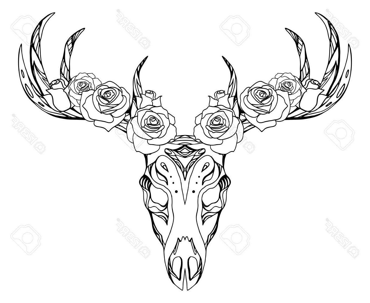 1300x1063 Best Free Deer Skull Drawing Photos - Deer Head Drawing