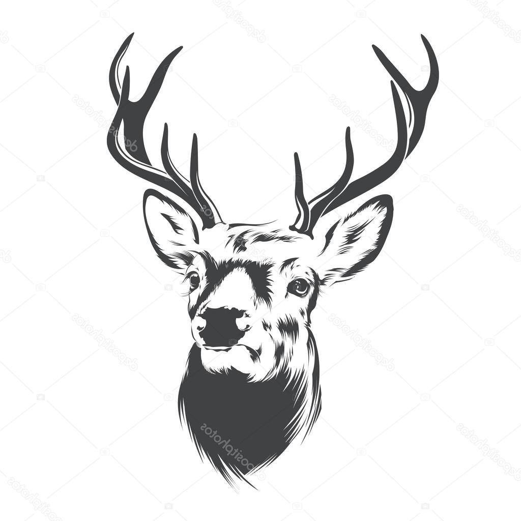 1024x1024 Best Free Stock Illustration Deer Head Drawing - Deer Head Drawing