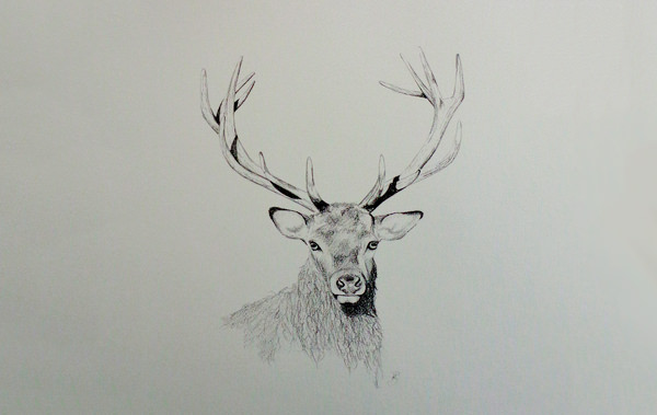 Deer Head Drawing Easy