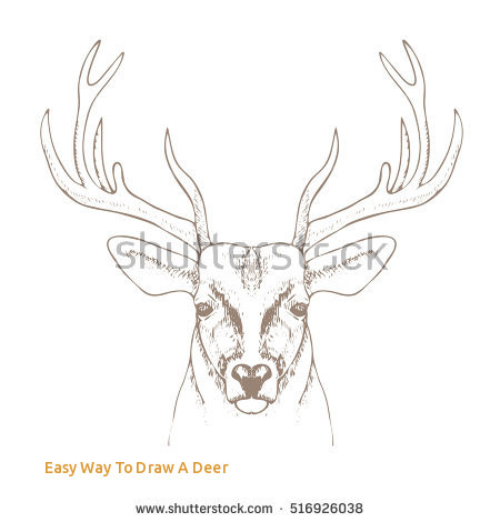 450x470 easy way to draw a deer hand drawn deer head horns vector stock - Deer Head Drawing Easy