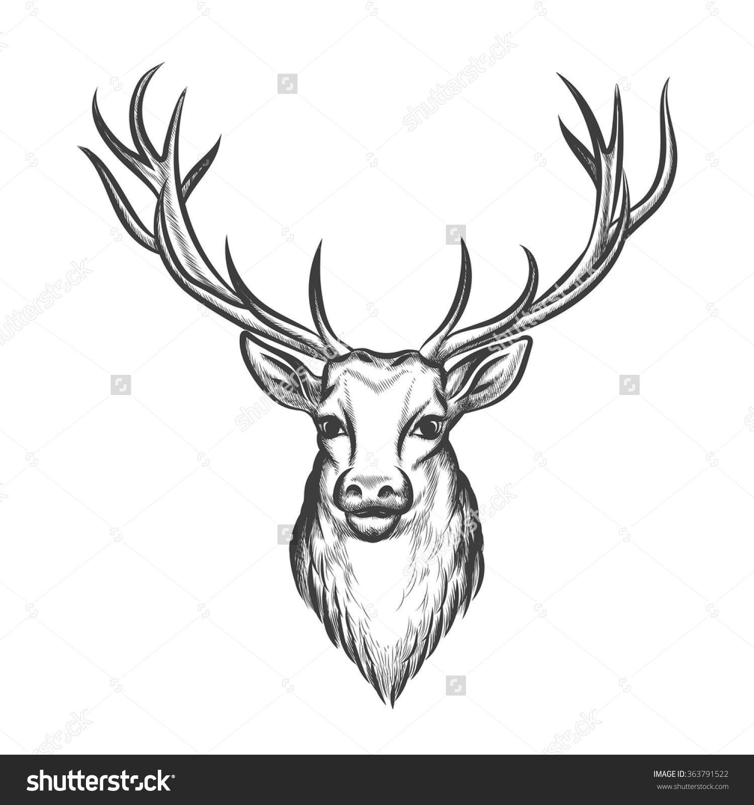 1500x1600 Easy Whale Head Drawing How To Draw A Dolphin Steps - Deer Head Drawing Easy