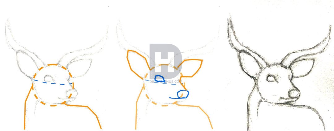 1080x423 how to draw a deer head, buck, dear head, step - Deer Head Drawing Easy