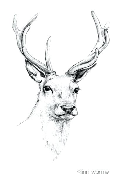 400x600 How To Draw A Reindeer With Deer Head - Deer Head Drawing Easy