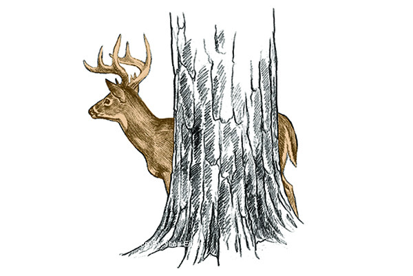 600x401 How To Draw A Deer Head Step - Deer Head Drawing Easy