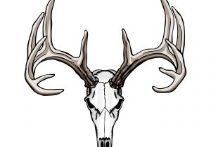 300x210 simple deer head drawing how to draw an easy deer how to draw - Deer Head Drawing Easy