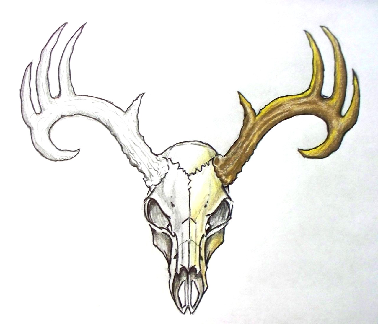 1280x1097 Deer Skull Drawing Easy - Deer Head Drawing Easy