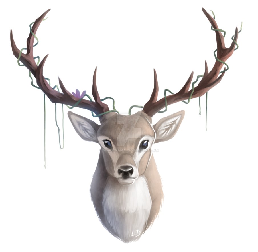 905x882 Deer Head - Deer Head Drawing Tumblr