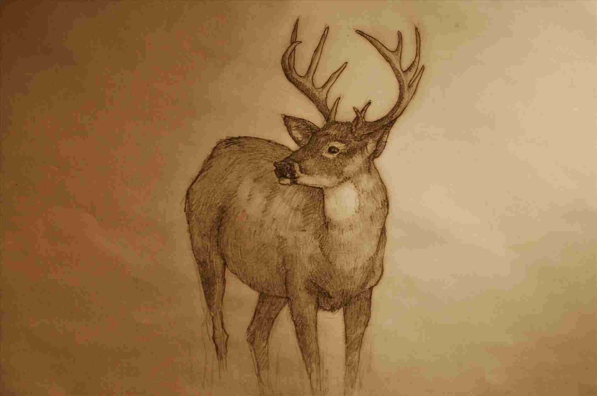1900x1261 Deer Deer Drawing Tumblr Pencil Drawings Elk - Deer Head Drawing Tumblr