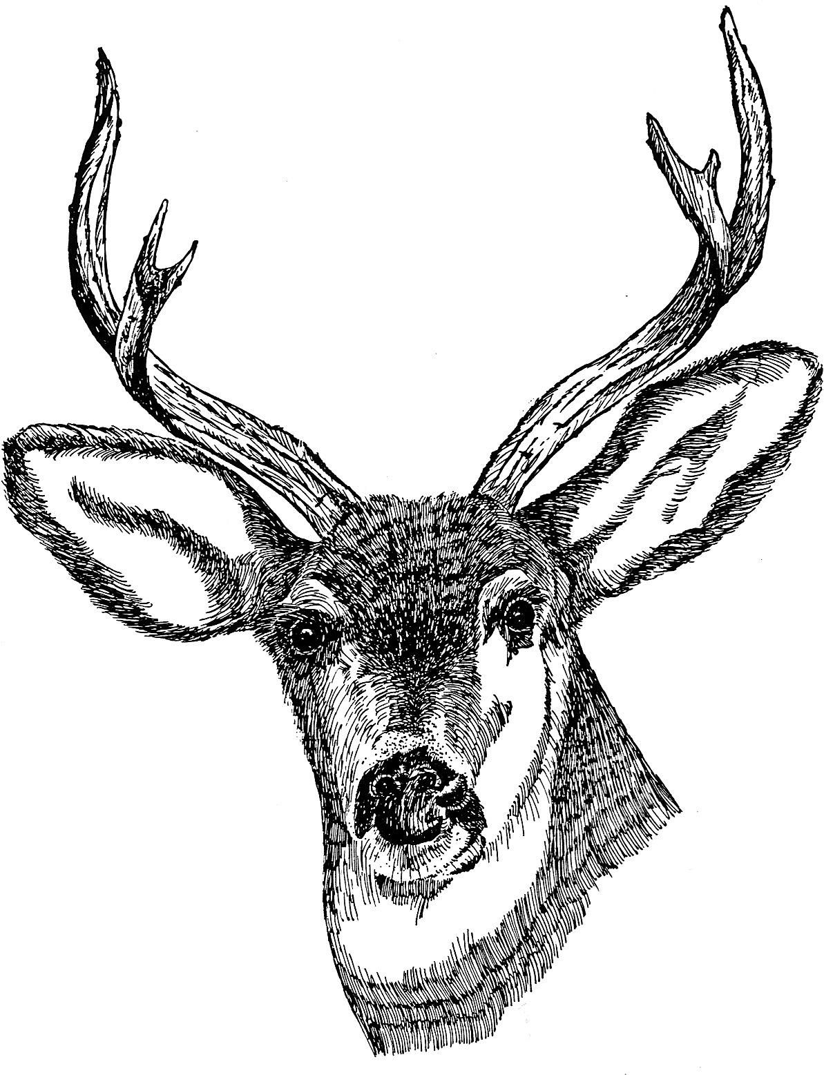 1193x1557 Filedeer Head Drawing Art - Deer Head Drawing Tumblr