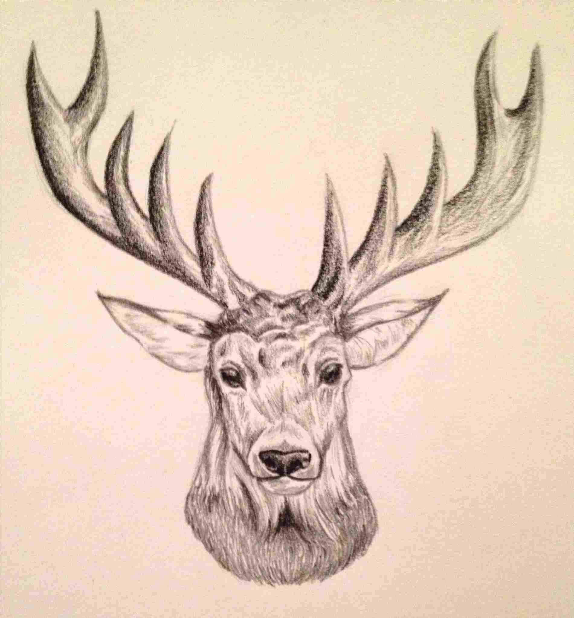 1900x2045 Pencil Drawing Animal Deer - Deer Head Drawing Tumblr