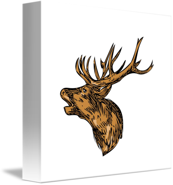606x650 Red Deer Stag Head Roaring Drawing - Deer Head Drawing Tumblr
