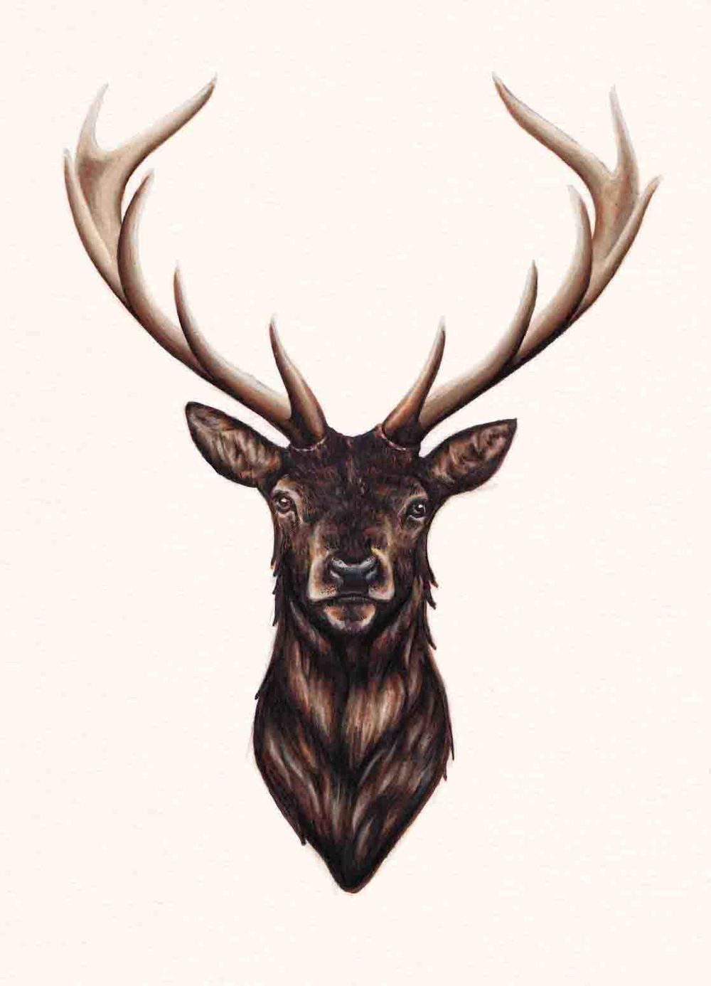 1000x1386 Stag Drawing Tumblr - Deer Head Drawing Tumblr