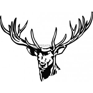 300x300 Deer Head Drawings Tumblr Best Free - Deer Head Drawing Tumblr