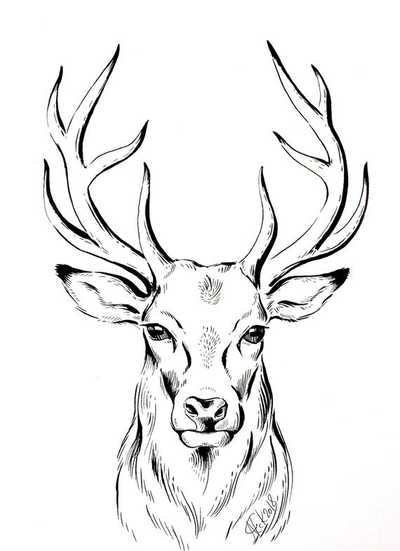 Deer Head Line Drawing at PaintingValley.com | Explore collection of