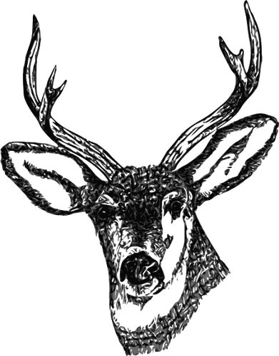 Deer Head Line Drawing at PaintingValley.com | Explore collection of ...