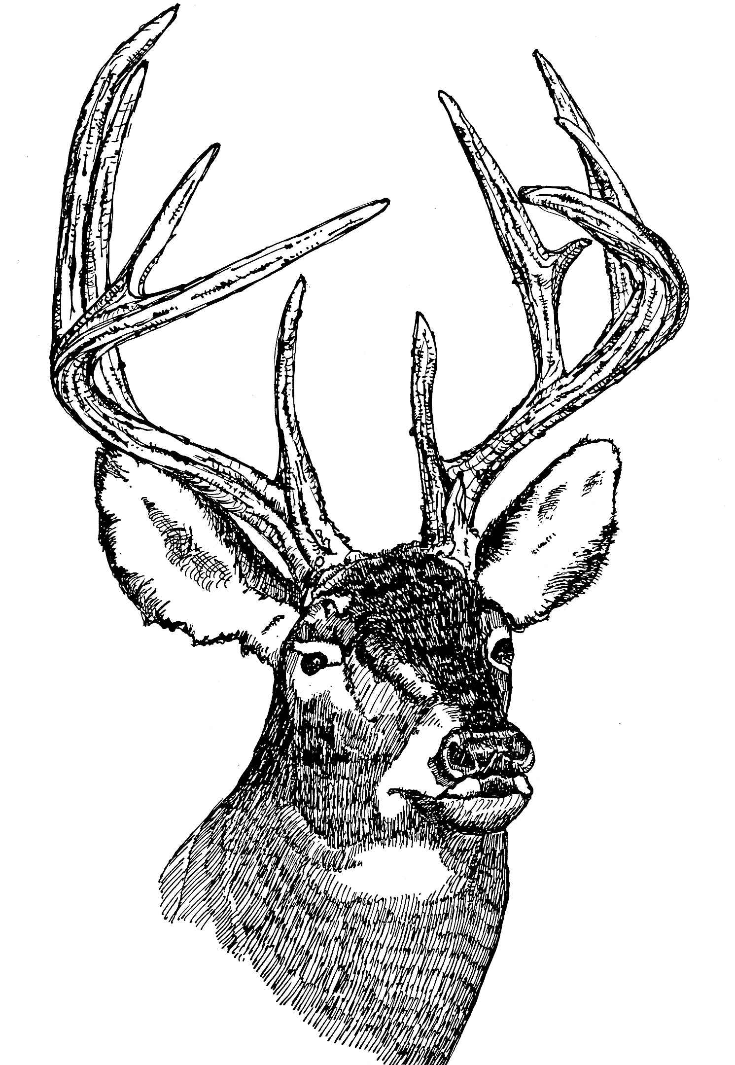 1491x2160 Free Picture White Tailed, Deer, Head, Illustration - Deer Head Line Drawing