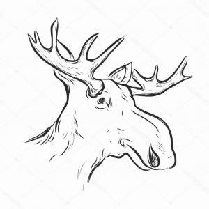 300x300 Stock Photo Deer Skull Illustration Drawing Engraving Ink Line Art - Deer Head Line Drawing