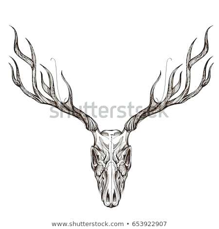 450x470 Funny Skull Outline Tattoo Design Photo All Tattoos For Men - Deer Head Outline Drawing