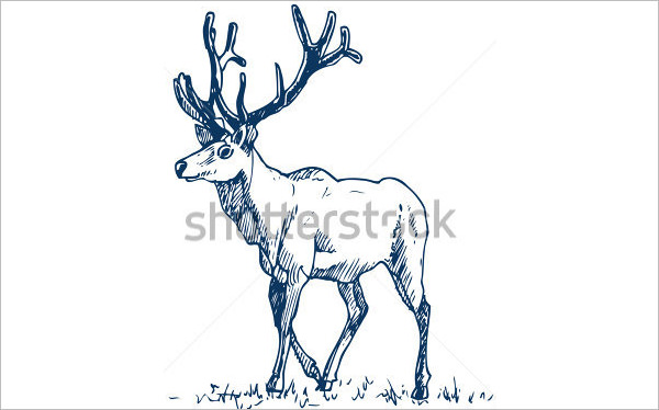 600x374 Free Deer Drawings Designs Free Premium Templates - Deer Head Outline Drawing