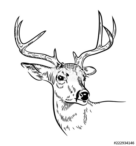 466x500 deer with branched horns, drawn - Deer Horns Drawing