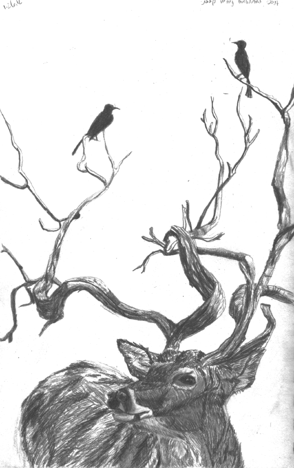 600x956 drawn horns deer - Deer Horns Drawing