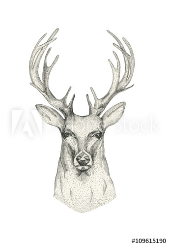 344x500 hand drawn deer head with horns drawing animal sketch black - Deer Horns Drawing