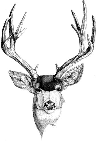 340x495 Mule Deer - Deer Horns Drawing