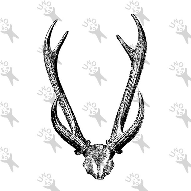 794x794 vintage retro drawing image deer horns antlers instant etsy - Deer Horns Drawing