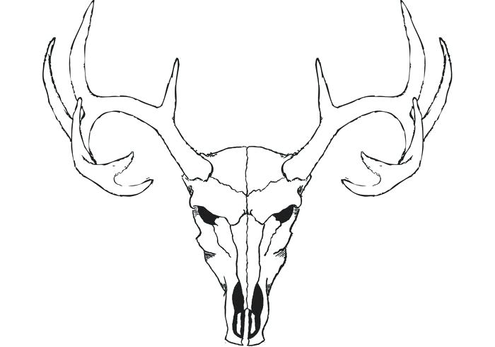 700x490 Deer Skull Art Bobur - Deer Horns Drawing