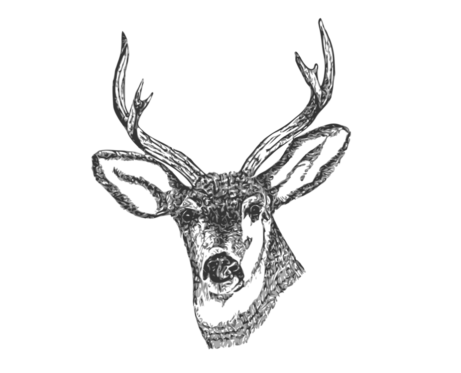 926x750 deer drawing pencil antler curtain cc0 - Deer Horns Drawing
