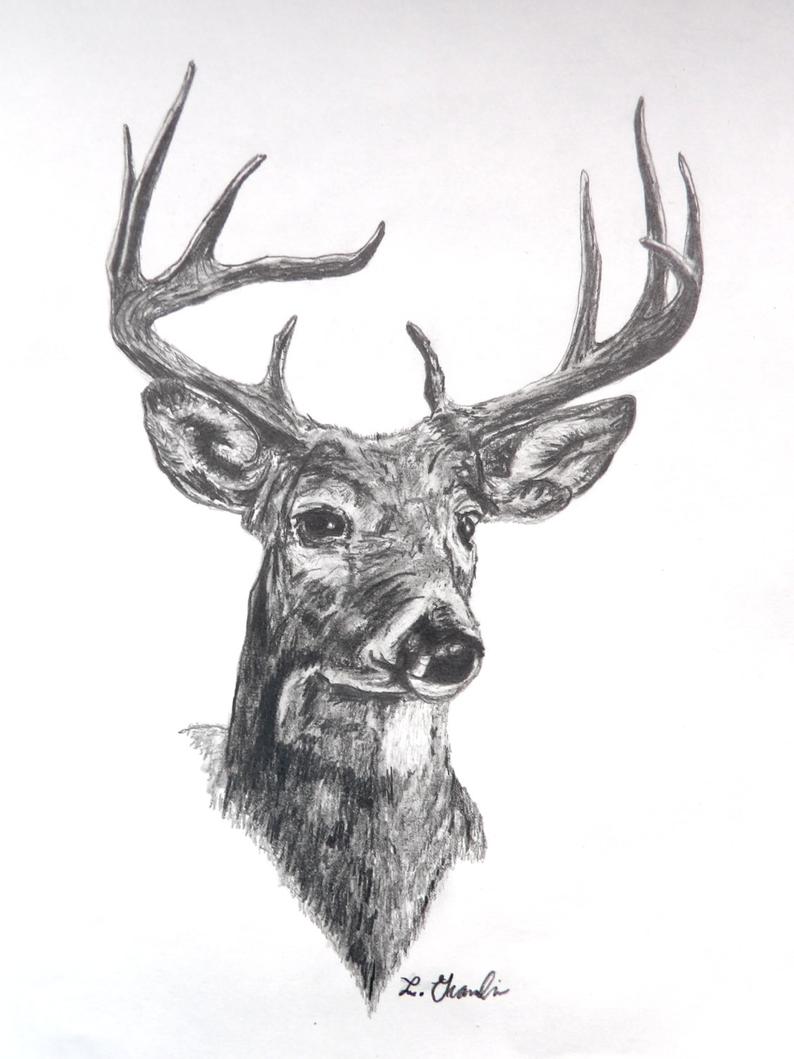 Deer Hunting Drawings at PaintingValley.com | Explore collection of ...