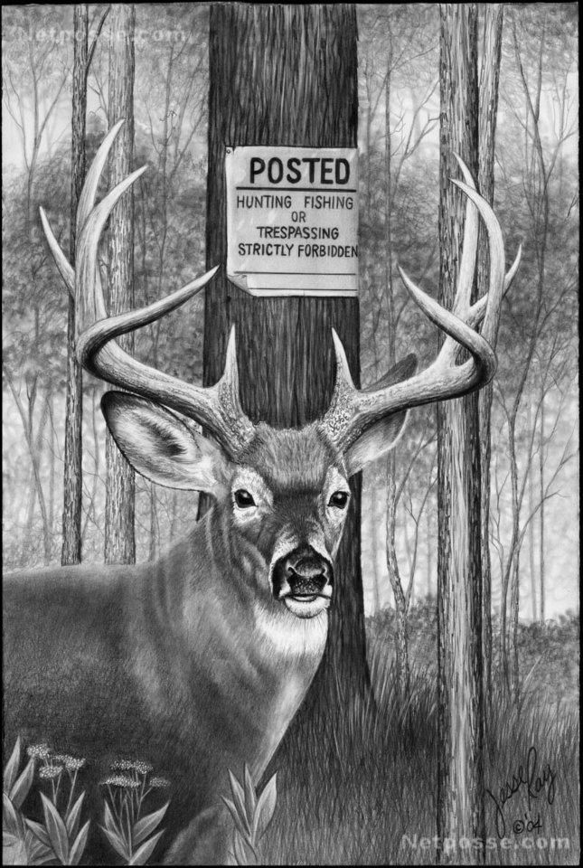 645x960 thumbnail asp everything deers hunting drawings - Deer Hunting Drawings
