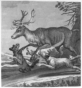 280x300 A Stag Hotly Harassed - Deer Hunting Drawings