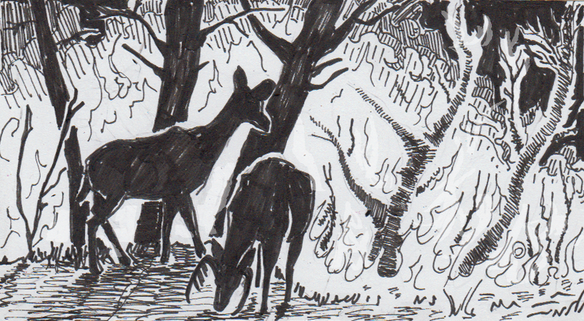 818x450 fire safety for forest fauna a new ecology thing for curious - Deer In Forest Drawing