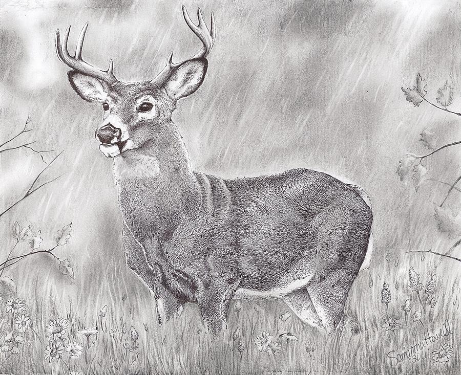 900x733 Whitetail Deer Drawing - Deer In Forest Drawing