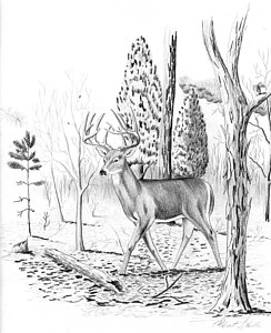 244x300 Deer Drawing - Deer In Forest Drawing
