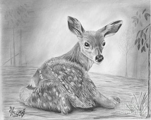 300x240 Deer Forest Drawings - Deer In Forest Drawing